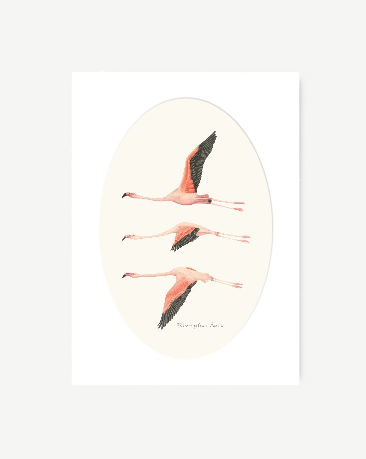 Paspartu-DOnANA-Flamencos-Volando
